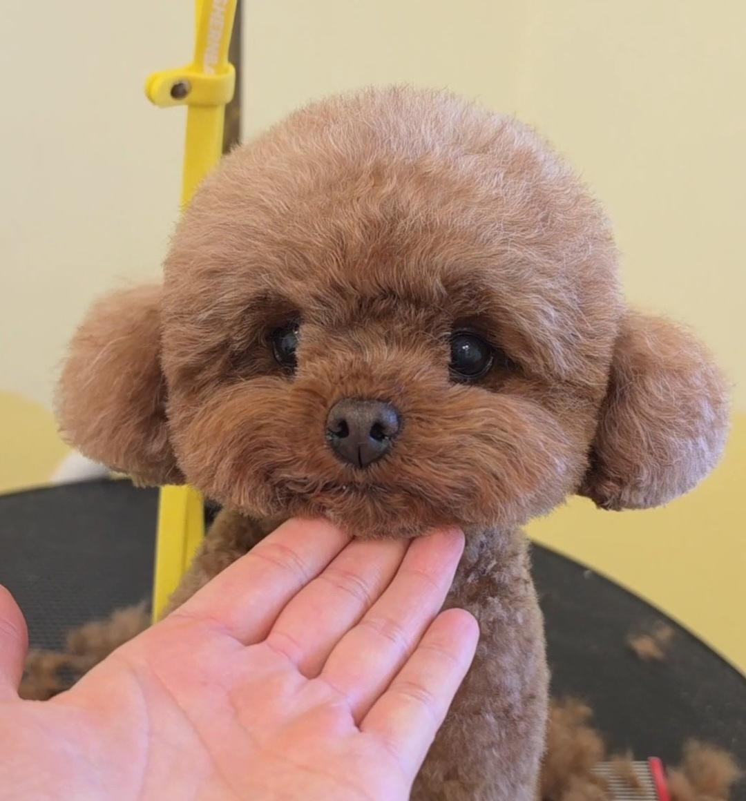 Apricot toy poodle with a sculpted round head and big dark eyes