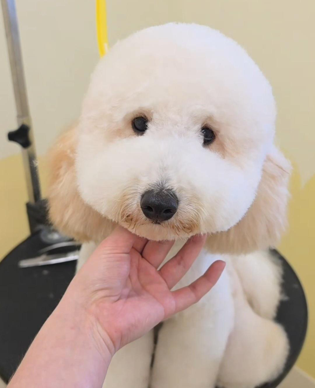 Cream poodle with a perfectly round teddy bear head after a Fluffbombs groom