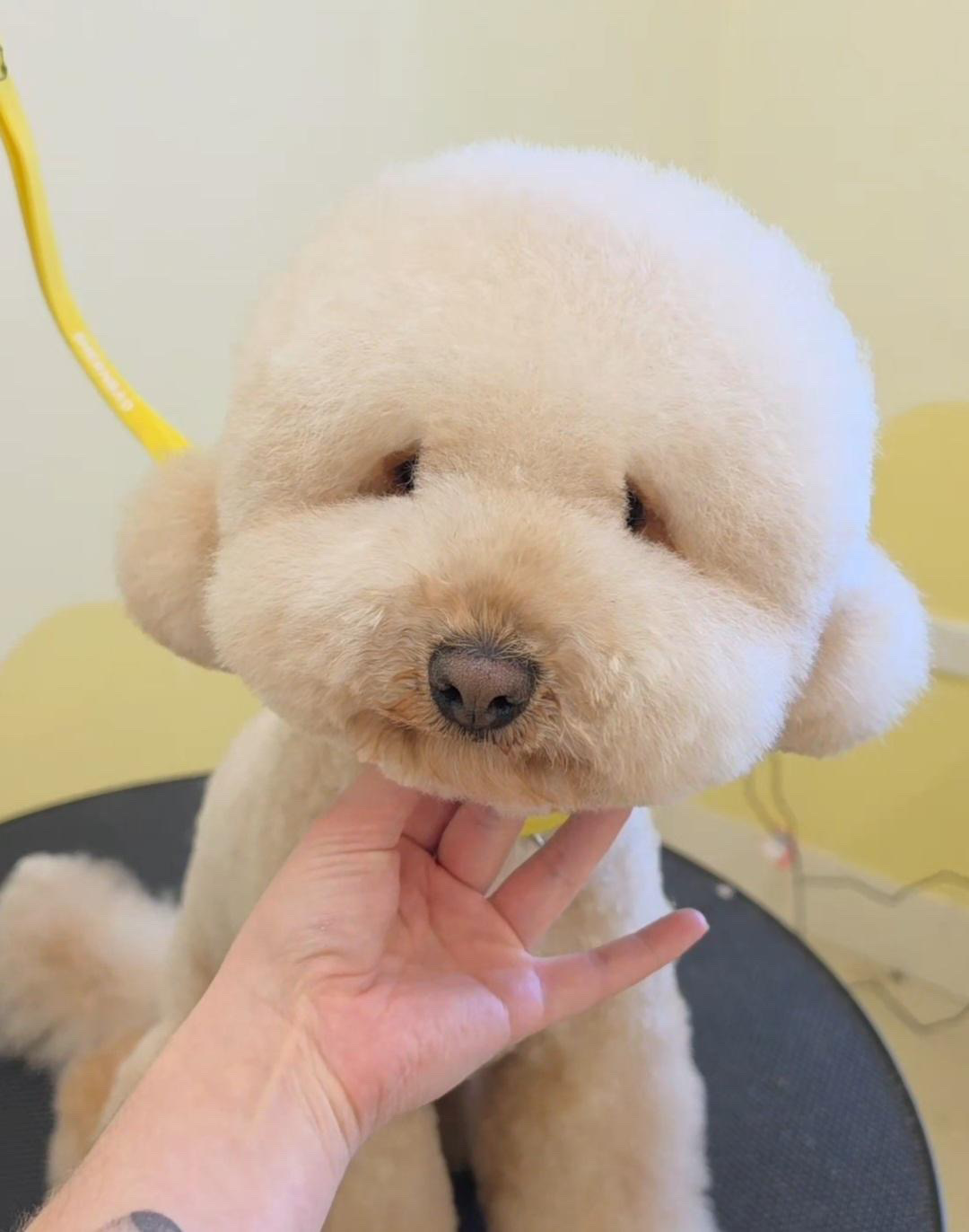 Cream poodle with a soft rounded teddy bear face